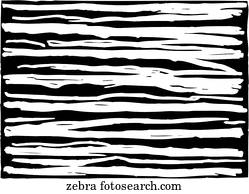 Zebra Stock Photo Images. 28,814 zebra royalty free images and photography available to buy from