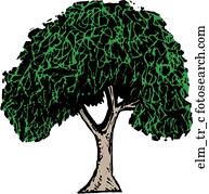 Elm tree Clip Art EPS Images. 735 elm tree clipart vector illustrations