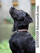 Black dog Stock Photo Images. 73,307 black dog royalty free images and