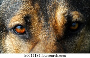 german shepherd eye colors