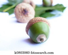 acorn tree seeds