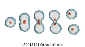 Mitosis Stock Illustrations. 492 mitosis clip art images and royalty