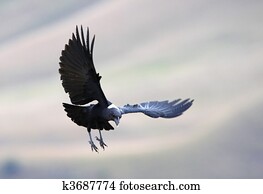 raven necked ravens