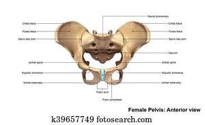 Stock Illustration of Pelvis and pelvic ligaments. B. Pelvis in situ