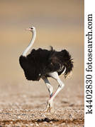 Ostrich Stock Photo Images. 8,404 ostrich royalty free pictures and