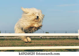 coton de tulear 狗 站立 上 草地 相片与图像