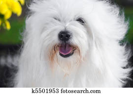 coton de tulear 狗 站立 上 草地 相片与图像