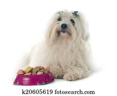 coton de tulear 狗 站立 上 草地 相片与图像