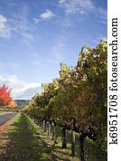 Napa Valley Stock Photo Images. 2,605 napa valley royalty free images