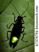 Lighting bug Stock Photo Images. 6,090 lighting bug royalty free