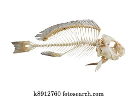 fish bones