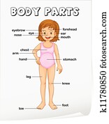 Clipart of Parts of the Body k7154481 - Search Clip Art, Illustration