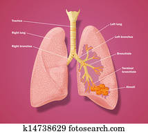 Stock Illustration Of Larynx, Trachea, Bronchi, And Lungs Ca207009 