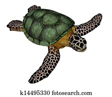 seaturtle clipart seaturtle clipart