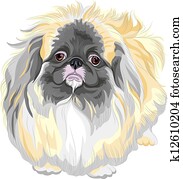 摄影图库 - the, pekingese, (或者, 哈巴狗