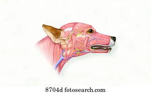 Stock Illustrations of Equine Skeletal System Lateral View Unlabeled
