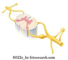 Dorsal Root Ganglia Stock Illustration Our Top Dorsal Root Ganglia