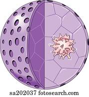 Drawings of Close-up of the organelles of a plant cell. sa202004