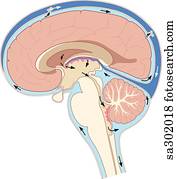 spinal fluid in brain