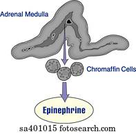 epinephrine is produced by which gland