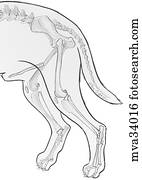 Veterinary Anatomy (Page4) - stock illustration clip art. Buy royalty