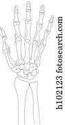 skeleton hand and wrist drawing