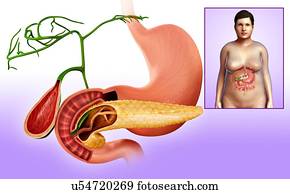 免版税(rf)类图片 - 胆囊, 十二指肠, ,, 胰, 描述