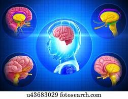 hippocampus mythology brain