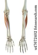 Arm muscle Illustrations and Stock Art. 3,387 arm muscle illustration