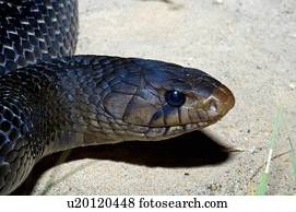 texas indigo snake vs rattlesnake