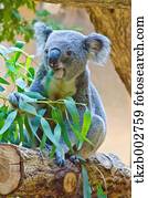 koala