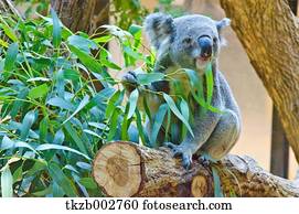 koala