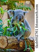 koala