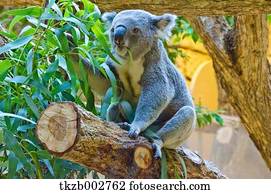 koala