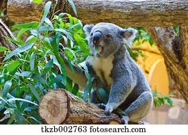 koala