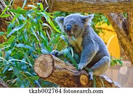 koala