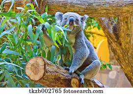 koala