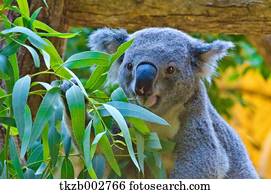 koala