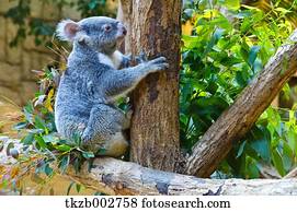 koala