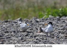 Little Tern