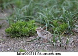 Little Tern