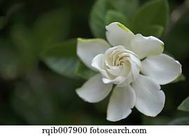Gardenie Blumen Stock Fotos | 1000+ Gardenie Blumen Bilder | Fotosearch
