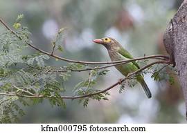 Asian Barbet