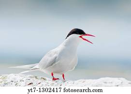 Arctic Tern Sterna paradisaea on the Farne Islands, England