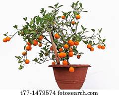 Enano, jade, árbol de los bonsai, emperatriz, jardín, pune, maharashtra