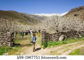 cherry blossoms, Prunus cerasus-, Jerte, Jerte Valley, Caceres, Extremadura, Spain, europe.