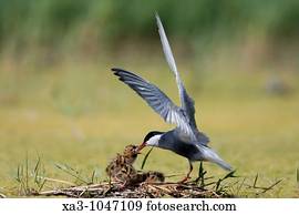 Whiskered tern, Chlidonias hybrida, feeding chicks at nest