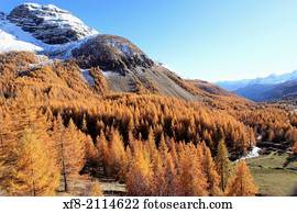 Parc National Du Mercantour Chamois Rupicapra Rupicapra Alpes Maritimes Provence France Photos Our Top 10 Parc National Du Mercantour Chamois Rupicapra Rupicapra Alpes Maritimes Provence France Stock Images Fotosearch