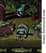 Fauna Fauna