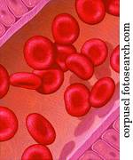 Corpuscle Corpuscle
